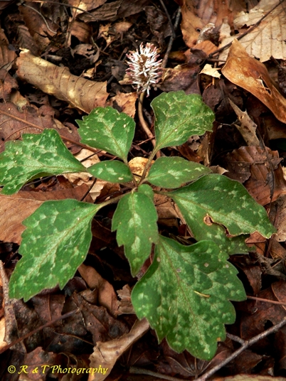 {Pachysandra procumbens}
